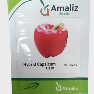 Red R12 -Capsicum (sweet paper)